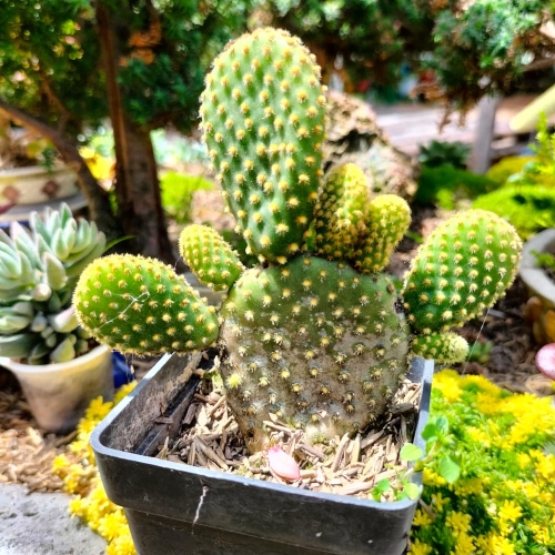 cactus-opuntia-microdasys-vivero-online-0