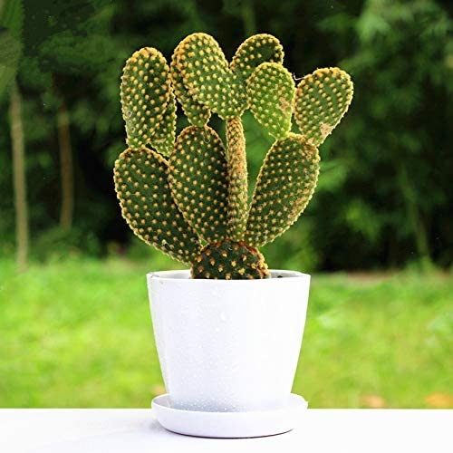 cactus-opuntia-microdasys-vivero-online-1