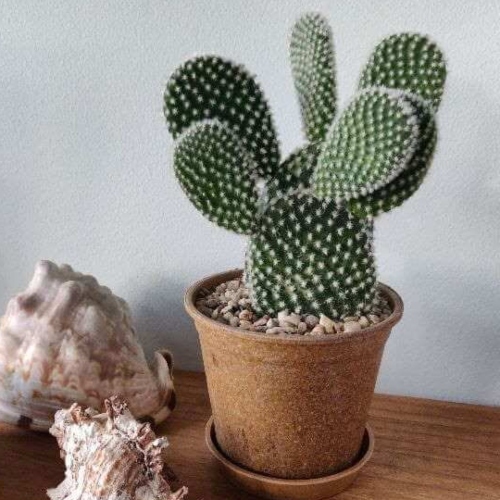 cactus-opuntia-microdasys-vivero-online-2