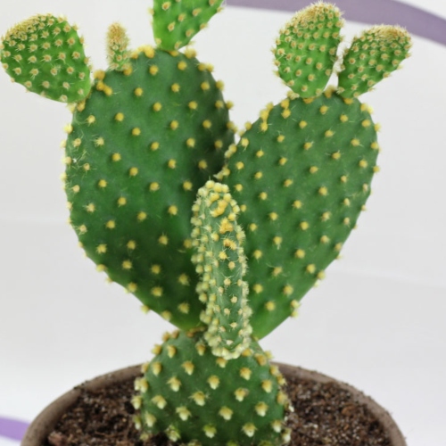 cactus-opuntia-microdasys-vivero-online-3
