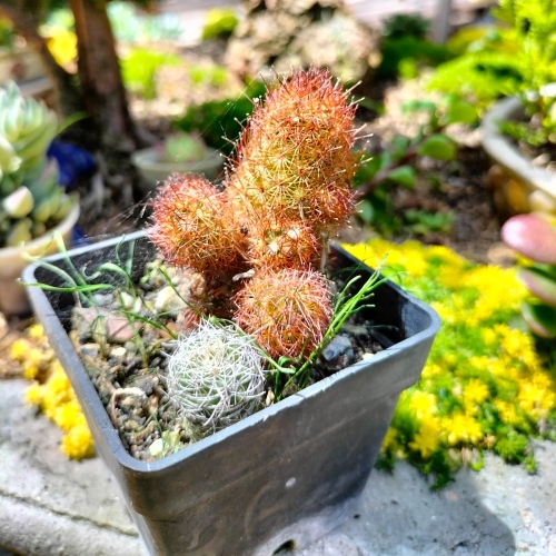 cactus-mammillaria-elongata-vivero-online-0