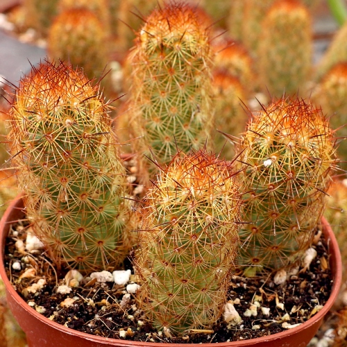 cactus-mammillaria-elongata-vivero-online-1