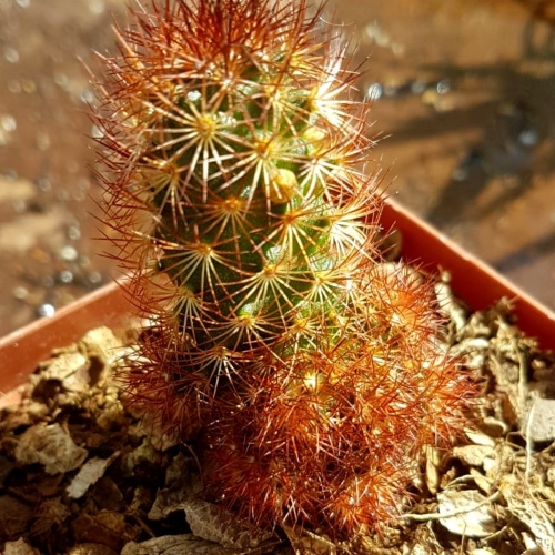 cactus-mammillaria-elongata-vivero-online-2