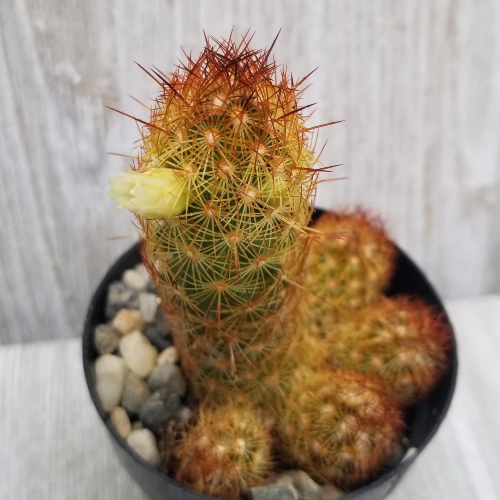cactus-mammillaria-elongata-vivero-online-3