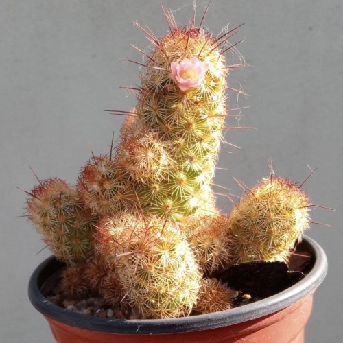 cactus-mammillaria-elongata-vivero-online-4