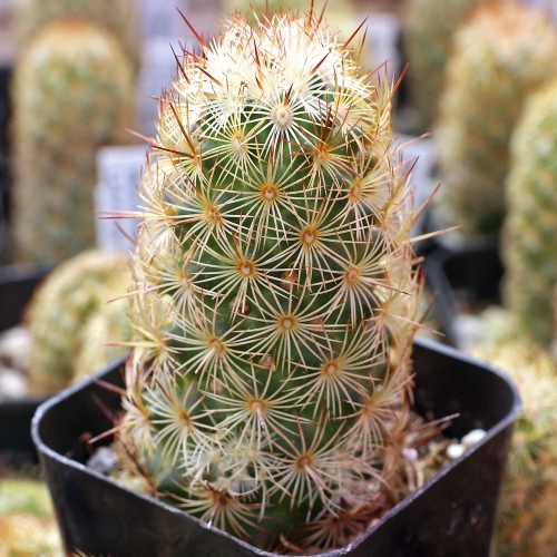 cactus-mammillaria-elongata-vivero-online-5