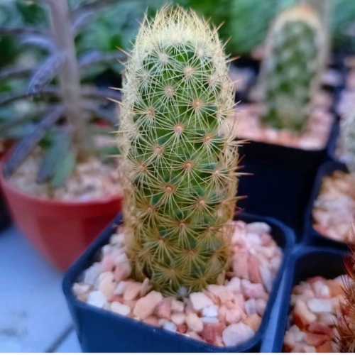 cactus-mammillaria-elongata-vivero-online-6