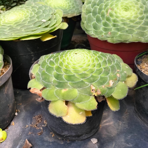 suculentas-aeonium-tabulaeforme-vivero-online-0