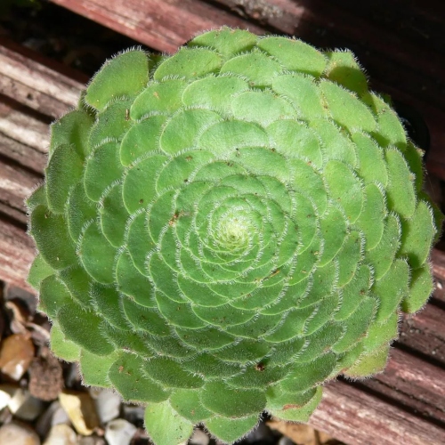 suculentas-aeonium-tabulaeforme-vivero-online-1