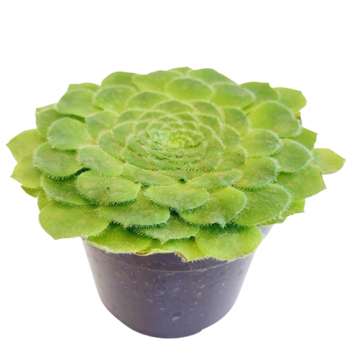 suculentas-aeonium-tabulaeforme-vivero-online-2