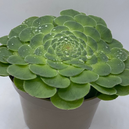 suculentas-aeonium-tabulaeforme-vivero-online-3