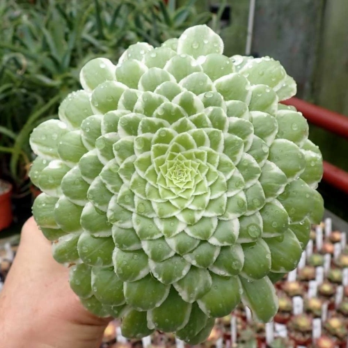 suculentas-aeonium-tabulaeforme-vivero-online-4