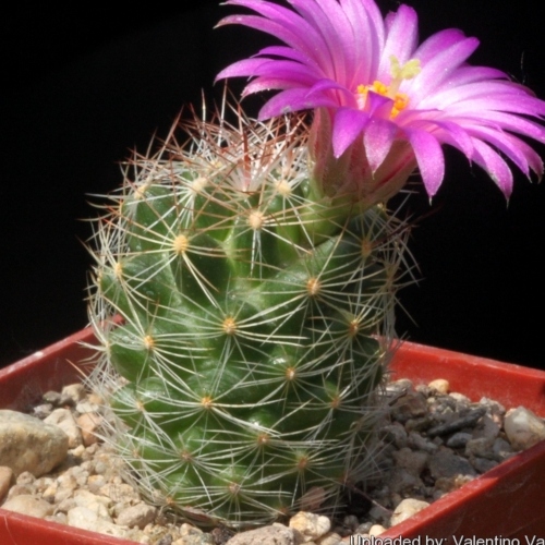 cactus-cochemiea-wrightii-vivero-online-0