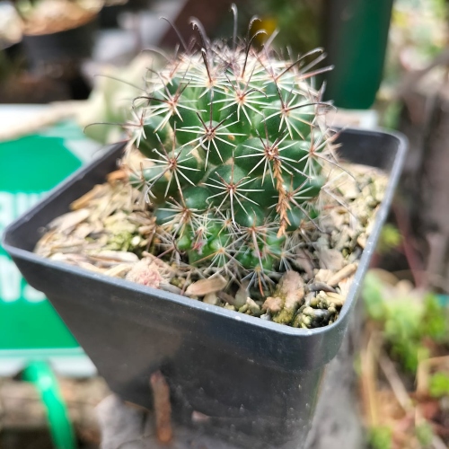 cactus-cochemiea-wrightii-vivero-online-1