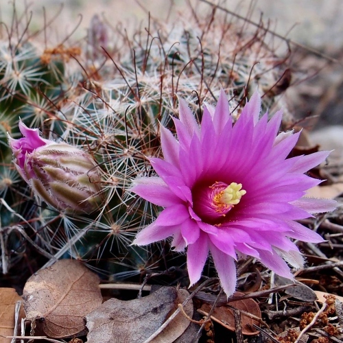 cactus-cochemiea-wrightii-vivero-online-2