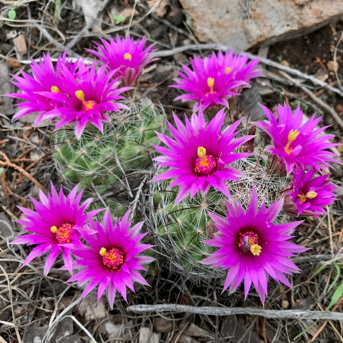 cactus-cochemiea-wrightii-vivero-online-3