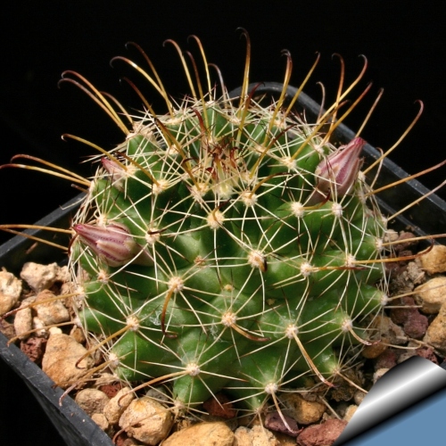 cactus-cochemiea-wrightii-vivero-online-4