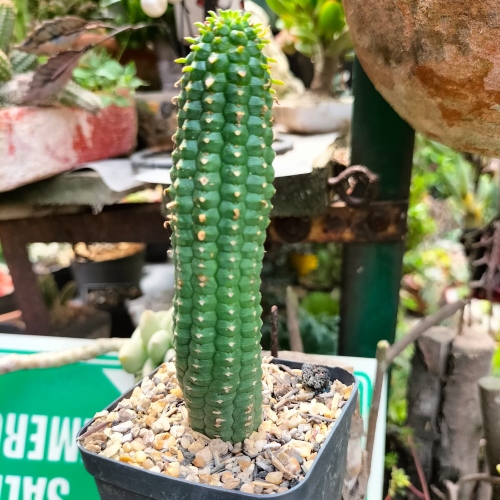 suculetas-euphorbia-mammillaris-viviero-online-0