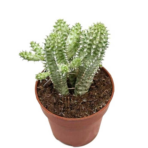 suculetas-euphorbia-mammillaris-viviero-online-1