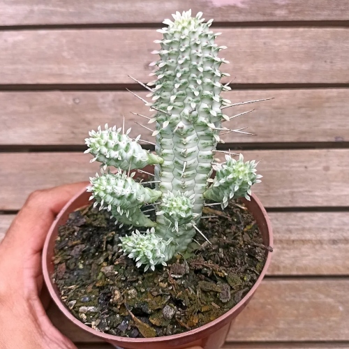suculetas-euphorbia-mammillaris-viviero-online-2