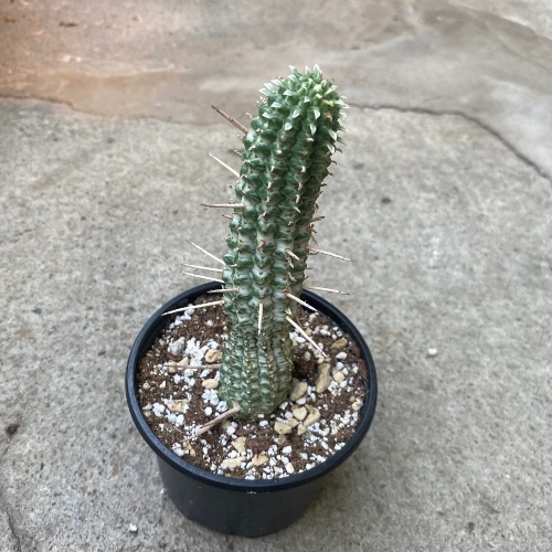 suculetas-euphorbia-mammillaris-viviero-online-3