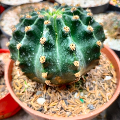 cactus-lobivia-ancistrophora-vivero-online-0