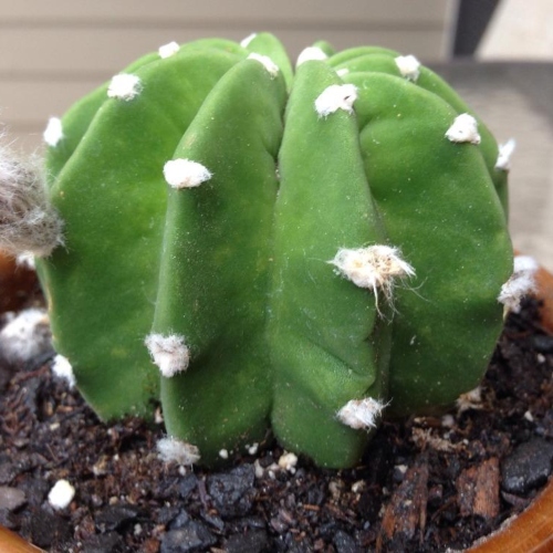 cactus-lobivia-ancistrophora-vivero-online-1