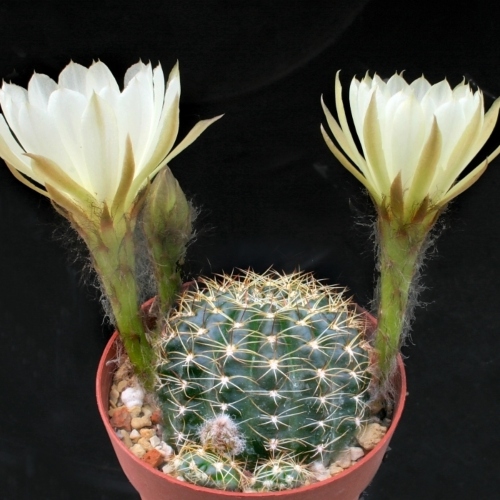cactus-lobivia-ancistrophora-vivero-online-2