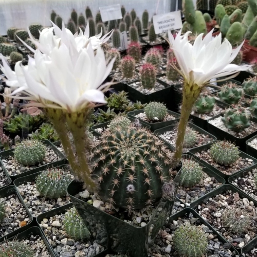 cactus-lobivia-ancistrophora-vivero-online-3