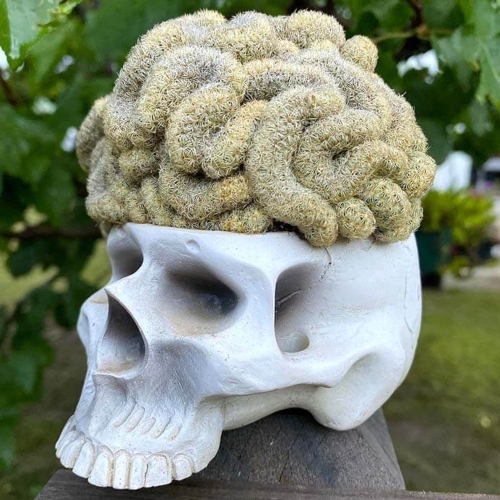 cactus-mamillaria-elongata-cristata-vivero-online-0