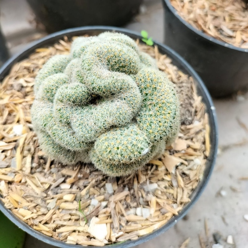 cactus-mamillaria-elongata-cristata-vivero-online-1
