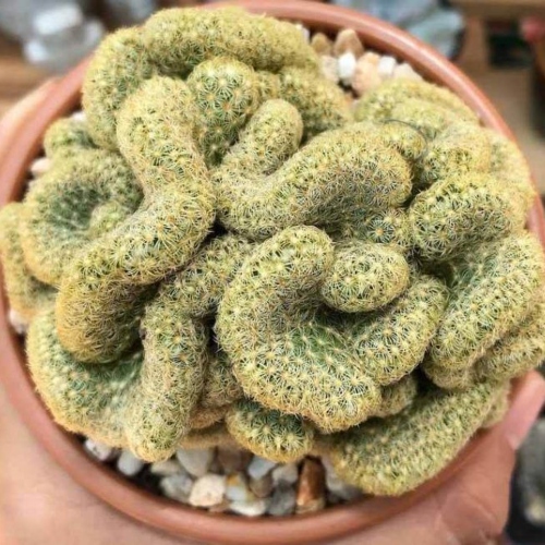 cactus-mamillaria-elongata-cristata-vivero-online-2