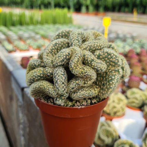 cactus-mamillaria-elongata-cristata-vivero-online-3