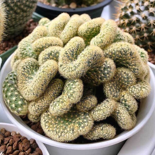 cactus-mamillaria-elongata-cristata-vivero-online-4