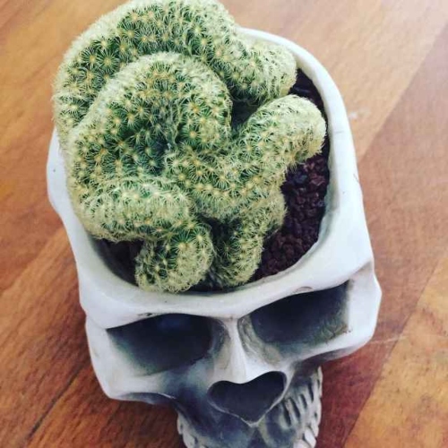 cactus-mamillaria-elongata-cristata-vivero-online-5