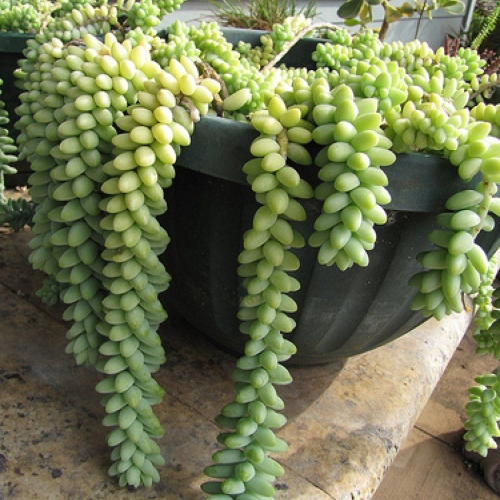suculentas-cola-de-burro-vivero-online-2