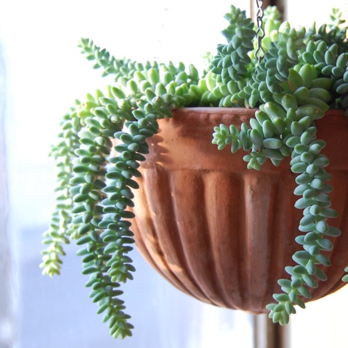 suculentas-cola-de-burro-vivero-online-3