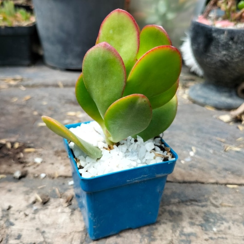 suculentas-jade-cuchara-vivero-online-0