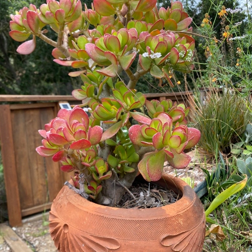 suculentas-jade-cuchara-vivero-online-1