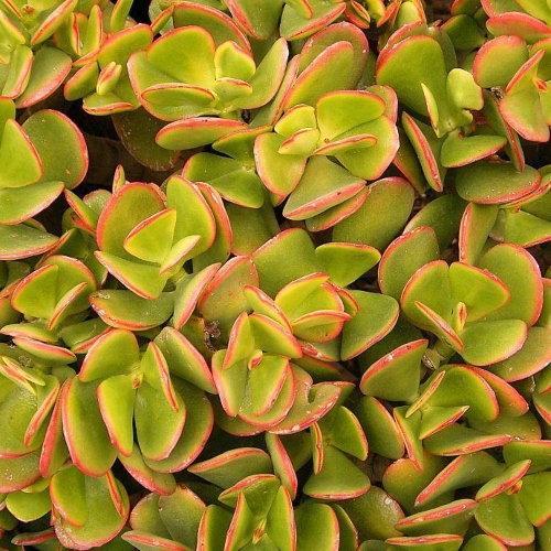 suculentas-jade-cuchara-vivero-online-2