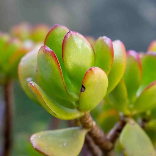 suculentas-jade-cuchara-vivero-online-3