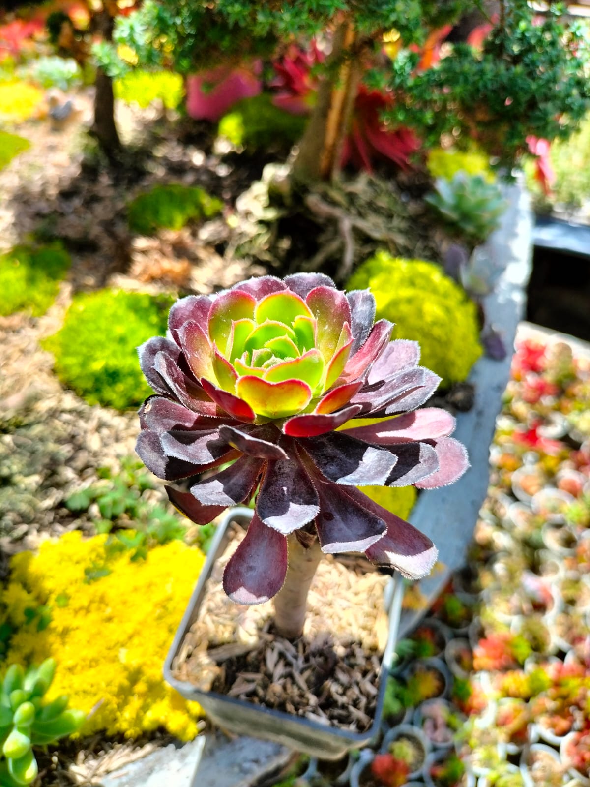 suculentas-rosa-negra-vivero-online-0