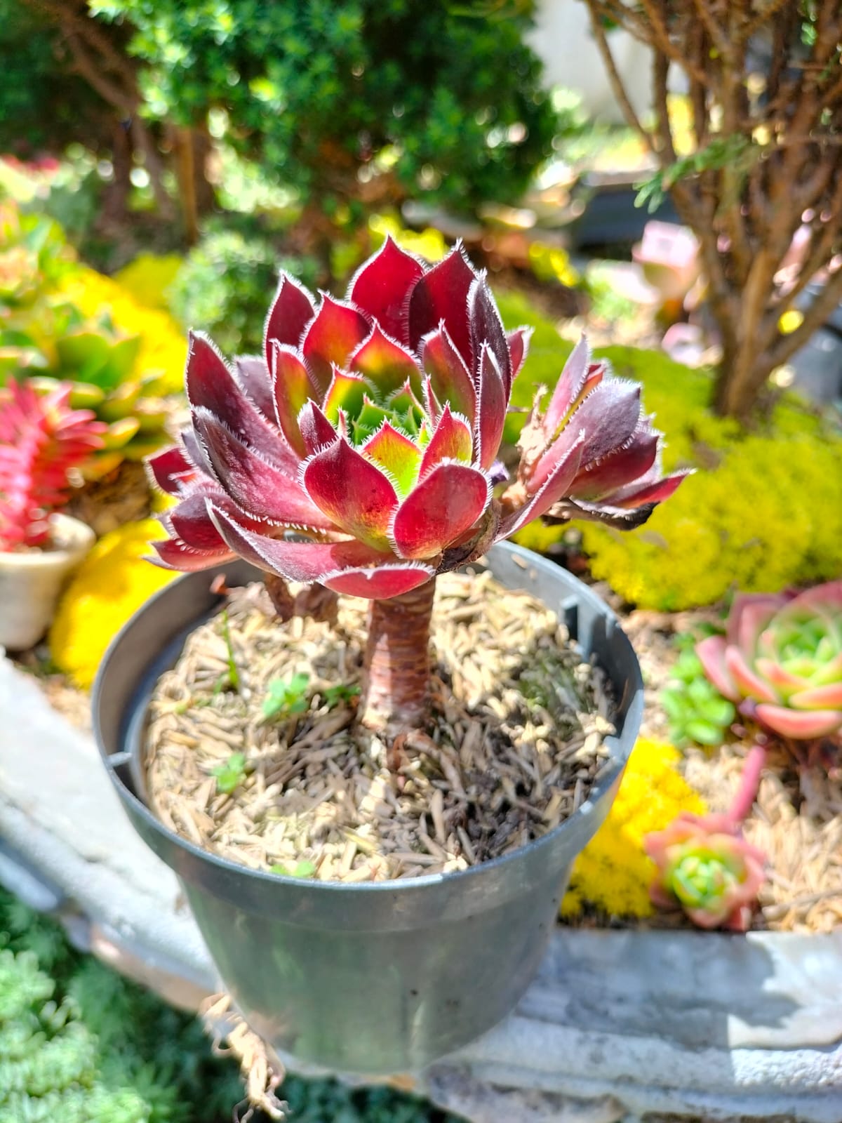 suculentas-rosa-negra-vivero-online-1