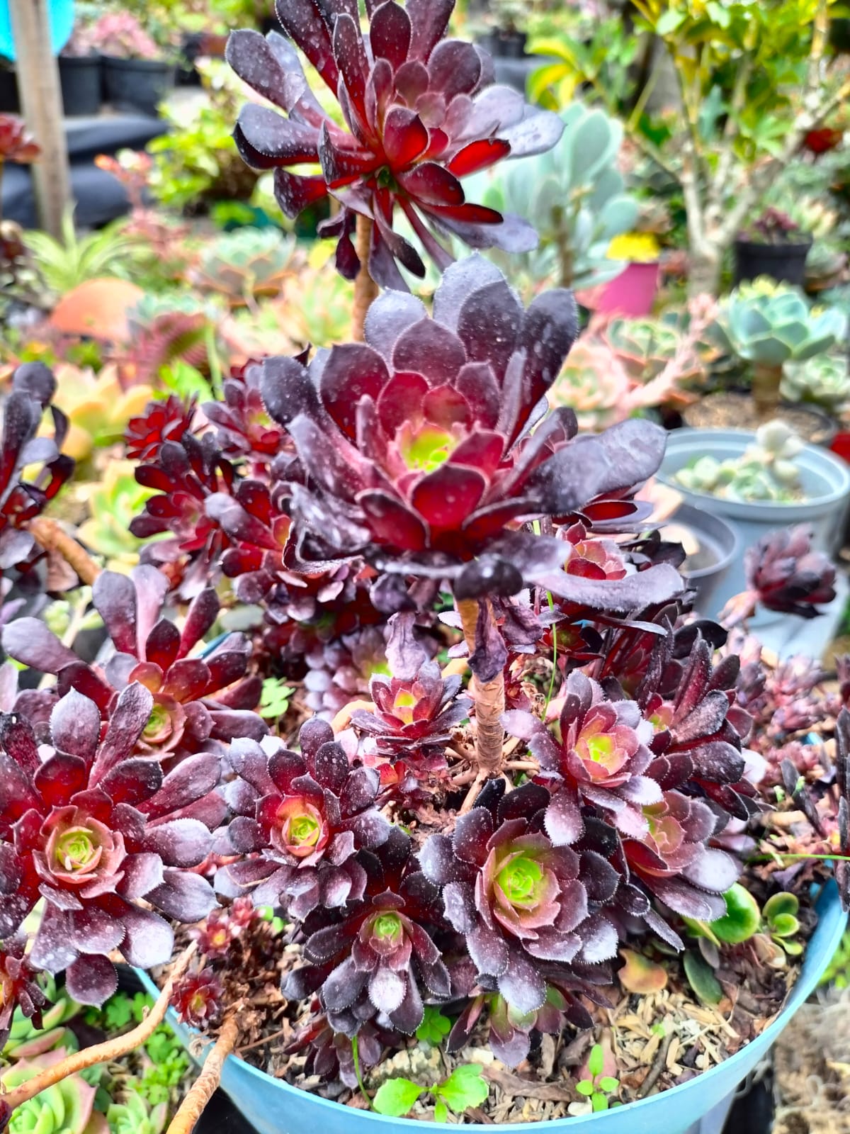 suculentas-rosa-negra-vivero-online-2