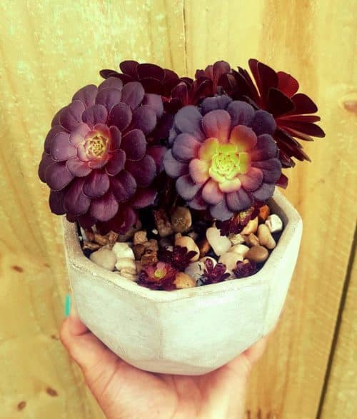suculentas-rosa-negra-vivero-online-3
