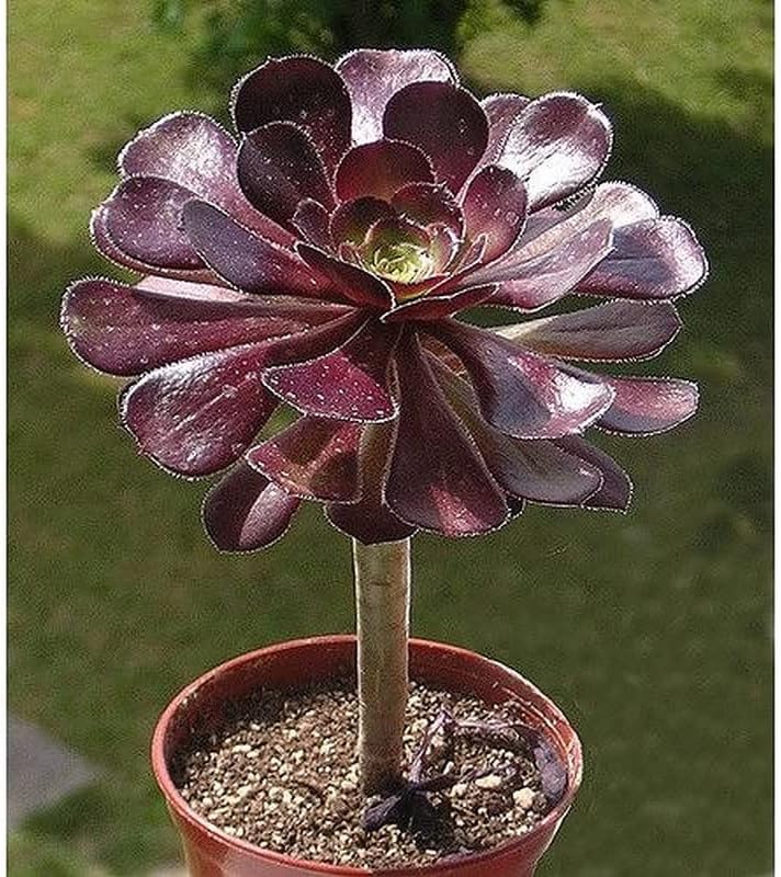 suculentas-rosa-negra-vivero-online-4