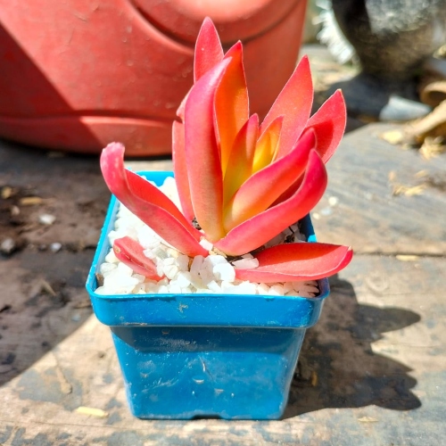 suculentas-crassula-de-fuego-vivero-online-0