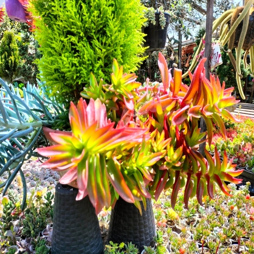 suculentas-crassula-de-fuego-vivero-online-1