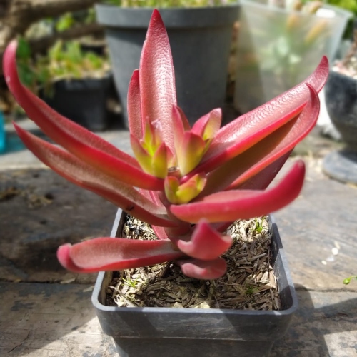 suculentas-crassula-de-fuego-vivero-online-2