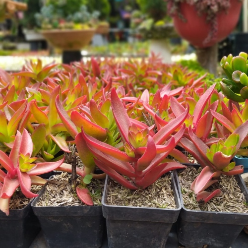 suculentas-crassula-de-fuego-vivero-online-3